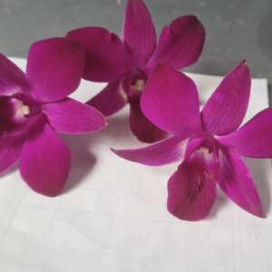 leeorchid