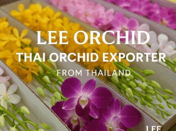Thai Orchid Exporter – Fresh orchids from Thailand ready for global export by Lee Orchid Co., Ltd