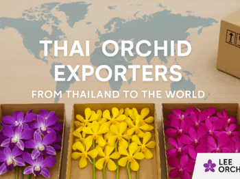 Thai Orchid Exporters – Lee Orchid sending fresh orchids from Thailand to the world.