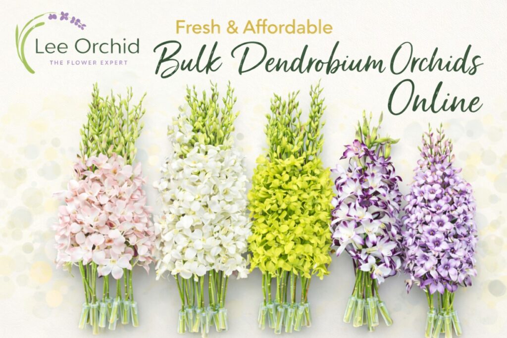 Fresh and Affordable Dendrobium Orchids