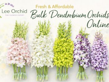 Fresh and Affordable Dendrobium Orchids