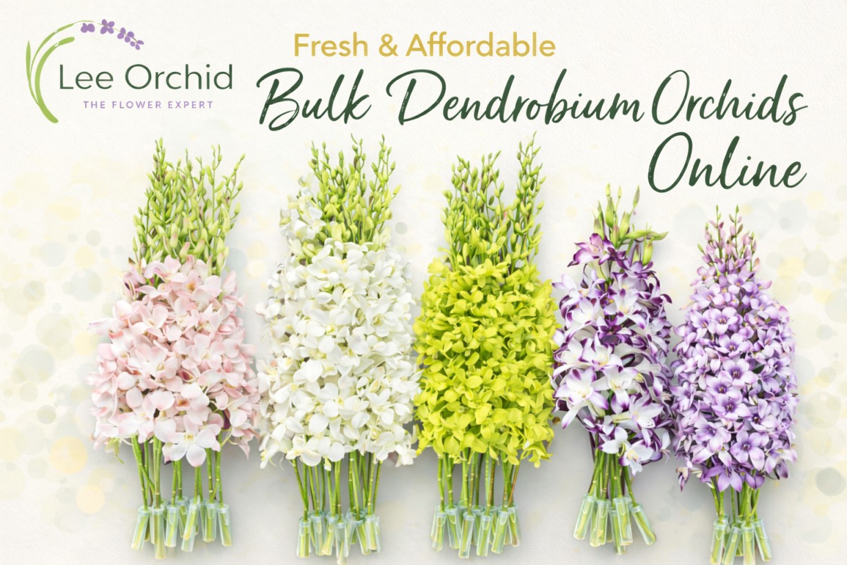 Fresh and Affordable Dendrobium Orchids
